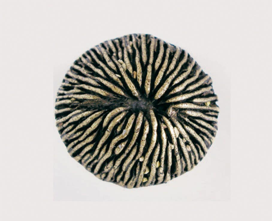 Emenee-OR425 Mushroom Coral