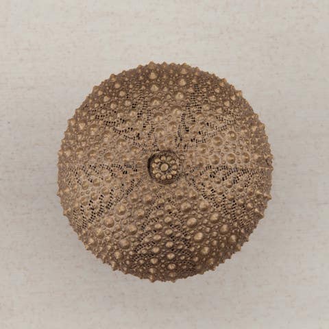 Acorn DP7 Sea Urchin Cabinet Knob, 1-1/2 x 1-1/4"