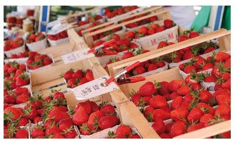 Bessey XM Clamp, Spring Clamp, Metal