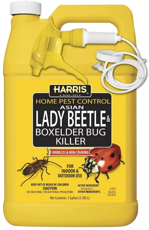 PF Harris HBXA-128 Asian Lady Beetle & Box Elder Bug Killer, 1-Gal.